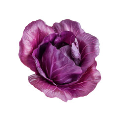 Obraz premium Vibrant Purple Red Cabbage, Close-up Studio Shot on Black Background