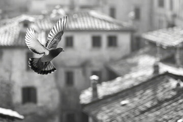 Pigeon midflight over ancient European rooftops with soft sunlight highlighting its feathers, creating timeless and peaceful urban scene in black and white