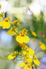 yellow orchids in spring