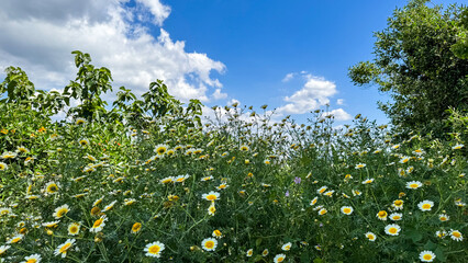 A tapestry of wild daisies under cerulean skies, evoking Beltane's renewal and the joyous Hanami...