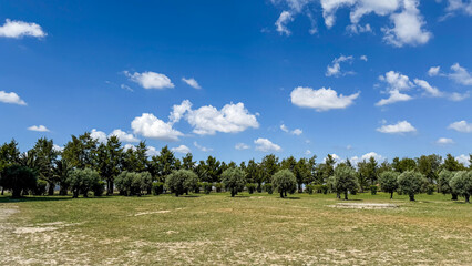 Sunny meadow under a whimsical cloud parade, celebrating Earth Day symphonies and Picnic Month...
