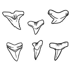 assorted shark teeth collection vector © Zen20