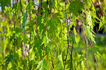 Green birch leaves and twigs
