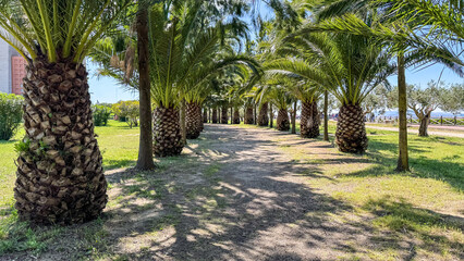 Sun-dappled palm avenue whispers tropical secrets, evoking Pacific island wanderlust and the serene tranquility of Arbor Day