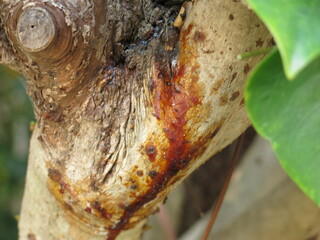 Dendropanax trifidus Tree Bark with Red Resin Exudate

