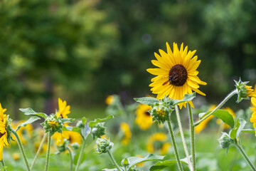 木漏れ日差す庭で咲くひまわりと蜂