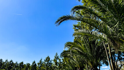 Palm fronds stretch skyward under cobalt expanse, evoking Arbor Day tranquility and the whisper of...