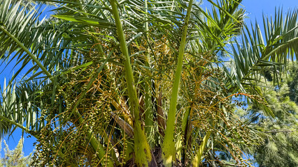 Tropical oasis with dates ripening under a cobalt sky, evoking Eid al-Fitr and ancient desert...