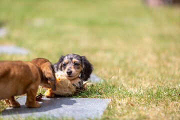 8 week old long haired miniature daschund puppies, Image shows two brothers one shaded red and the...