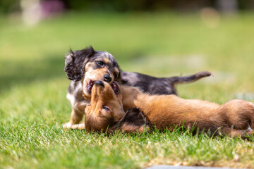 8 week old long haired miniature daschund puppies, Image shows two brothers one shaded red and the...