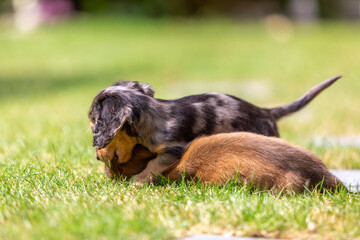 8 week old long haired miniature daschund puppies, Image shows two brothers one shaded red and the...