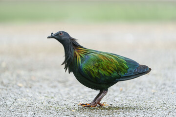 Nicobar pigeon