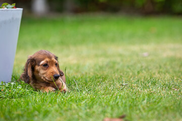 8 week old long haired miniature daschund puppy, Image shows a lone shaded red enjoying a warm day...