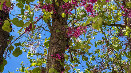 Tree boughs erupt with magenta blossoms, whispering spring's renewal, under cerulean skies; Hanami...