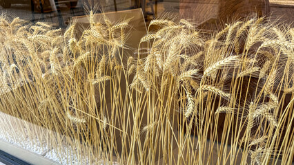 Golden wheat stalks whisper under glass, evoking Mabon harvest celebrations and rustic agrarian...