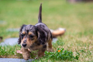 8 week old long haired miniature daschund puppy, Image shows a lone tabby or dapple puppy enjoying...