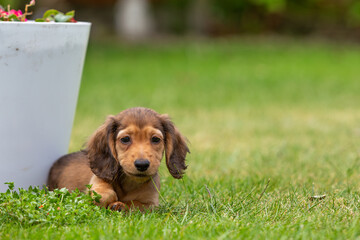 8 week old long haired miniature daschund puppy, Image shows a lone shaded red enjoying a warm day...