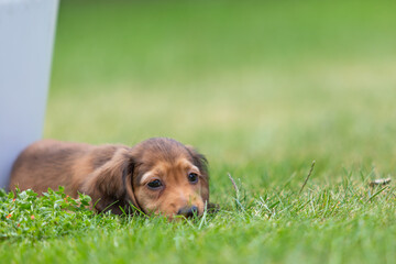 8 week old long haired miniature daschund puppy, Image shows a lone shaded red enjoying a warm day...