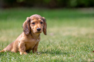 8 week old long haired miniature daschund puppy, Image shows a lone shaded red enjoying a warm day...