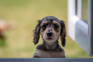 8 week old long haired miniature daschund puppy, Image shows a lone tabby or dapple puppy enjoying...