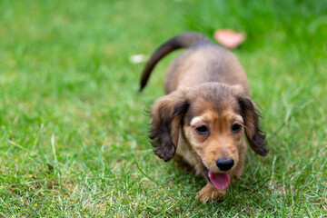 8 week old long haired miniature daschund puppy, Image shows a lone shaded red enjoying a warm day...