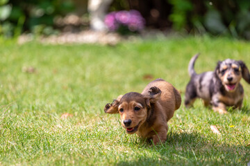 8 week old long haired miniature daschund puppies, Image shows two brothers one shaded red and the...