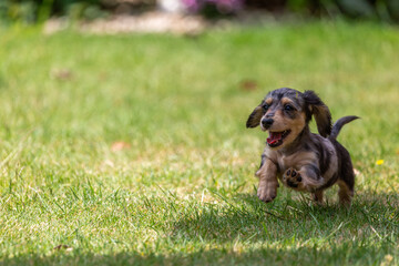 8 week old long haired miniature daschund puppy, Image shows a lone tabby or dapple puppy running...