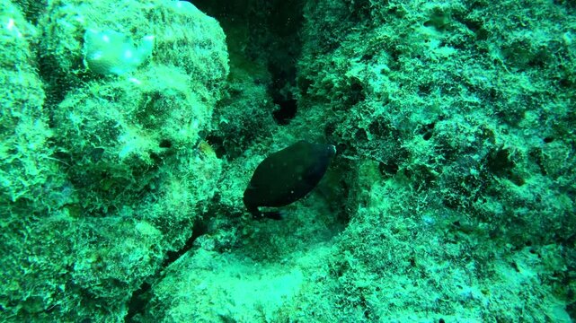 coral reef in the sea with box fish