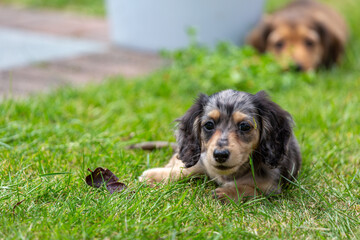 8 week old long haired miniature daschund puppy, Image shows a lone tabby or dapple puppy enjoying...