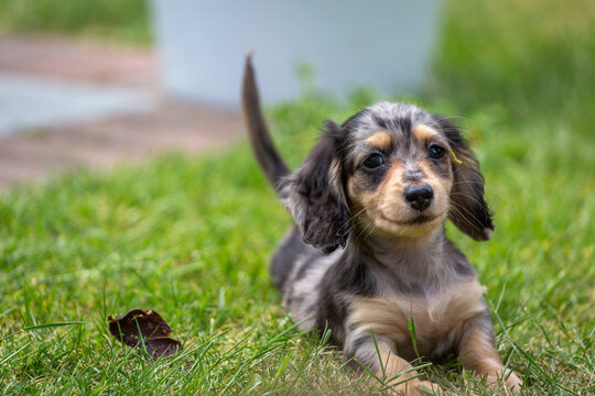 8 week old long haired miniature daschund puppy, Image shows a lone tabby or dapple puppy enjoying a warm day in the garden