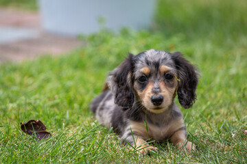 8 week old long haired miniature daschund puppy, Image shows a lone tabby or dapple puppy enjoying...