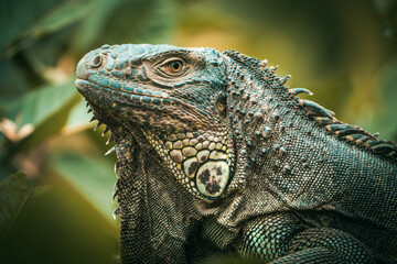 Obraz premium iguana on tree