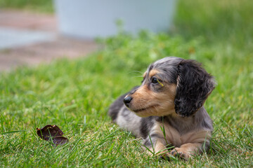 8 week old long haired miniature daschund puppy, Image shows a lone tabby or dapple puppy enjoying...