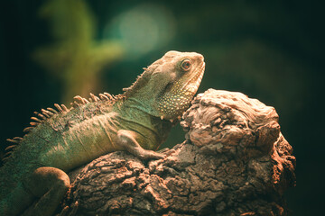 iguana on a tree