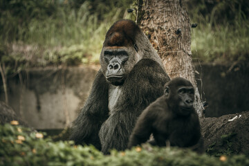 Gorillas