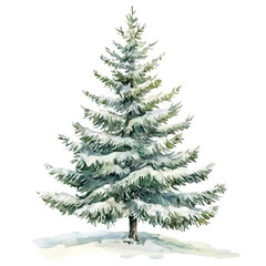 A White Spruce Tree, watercolor clipart vector, isolated on a white background.