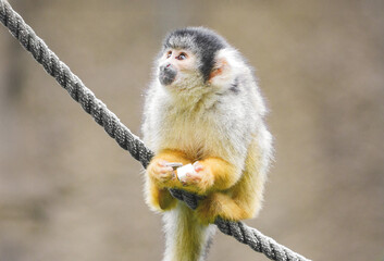 Obraz premium Black-crested squirrel monkey