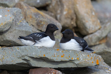 Little auk closeup on Svalbard