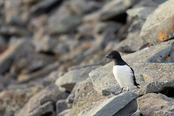 Little auk closeup on Svalbard