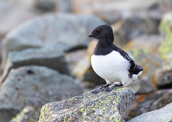 Little auk closeup on Svalbard