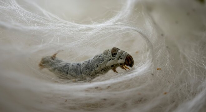 Silkworm in cocoon