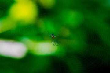 木漏れ日に輝くジョロウグモ（幼虫）の巣
