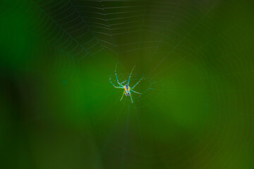 木漏れ日に輝くジョロウグモ（幼虫）の巣
