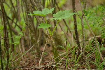Oreopanax japonicus Plant with Leaves, Fruits, and Thorny Stems

