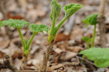 Oreopanax japonicus Plant with Leaves, Fruits, and Thorny Stems

