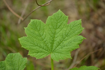 Oreopanax japonicus Plant with Leaves, Fruits, and Thorny Stems

