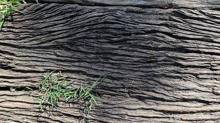Beautiful wood cracks of old ironwood from Indonesia, natural texture close up, texture consisting...