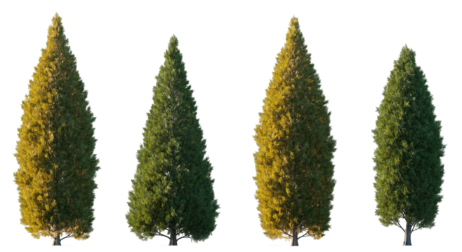 Thuja occidentalis Smaragd evergreen emerald green American Arbovitae bush shrub isolated png on a transparent background premium cutout  - Powered by Adobe