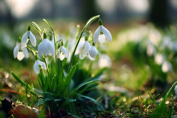Snowdrop Spring Flowers Emerging from Green Grass  