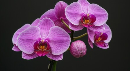 Obraz premium Purple Orchids Close Up